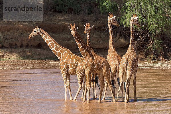 Netzgiraffen (Giraffa camelopardalis reticulata)  Gruppe steht im Fluss  Samburu National Reserve  Kenia  Afrika