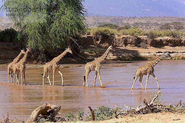 Netzgiraffen (Giraffa camelopardalis reticulata) durchquert Fluss  Samburu National Reserve  Kenia  Afrika