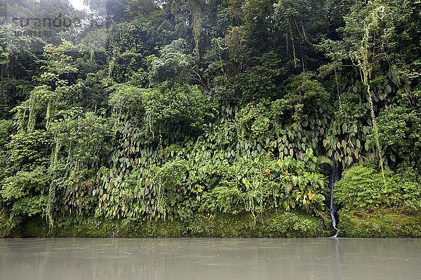 Regenwald am Ufer des Flusses Rio Andagueda  Departamento del Chocó  Kolumbien  Südamerika