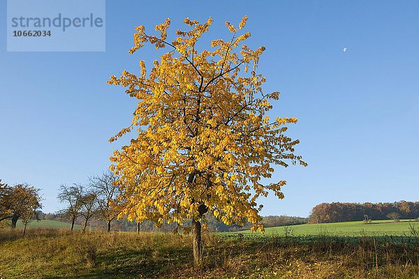 Vogel-Kirsche (Prunus avium)  Streuobstwiese im Herbst  Thüringen  Deutschland  Europa