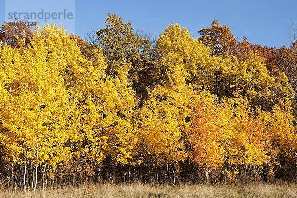 Herbstwald mit gelben Zitterpappeln  Espen (Populus tremula)  Nationalpark Hainich  Thüringen  Deutschland  Europa