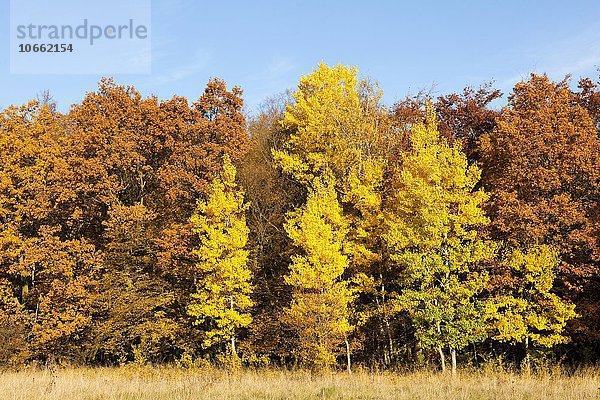 Herbstwald mit gelben Zitterpappeln  Espen (Populus tremula)  Nationalpark Hainich  Thüringen  Deutschland  Europa