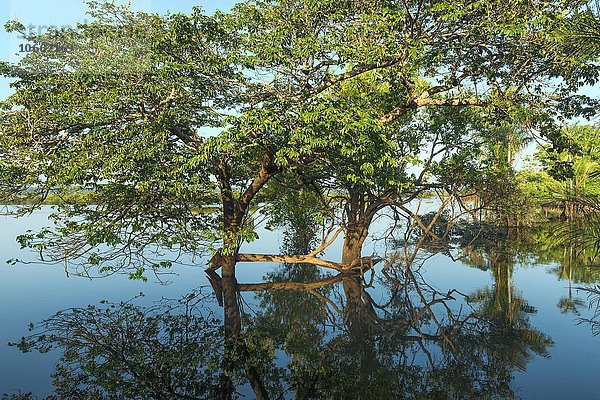 Überschwemmter Wald  Amazonas  Bundesstaat Amazonas  Brasilien  Südamerika