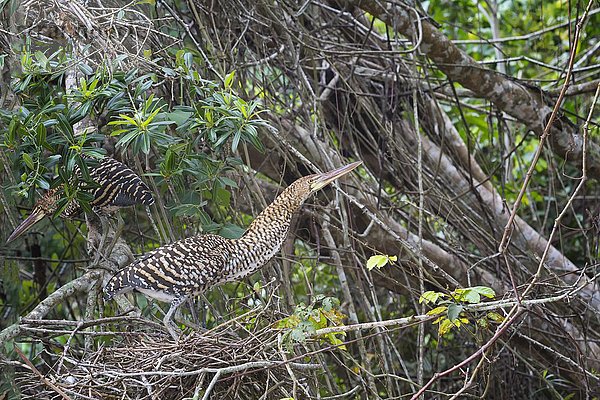 Marmorreiher (Tigrisoma lineatum)  unreifer Jungvogel  auf Nest stehend  Pantanal  Mato Grosso  Brasilien  Südamerika