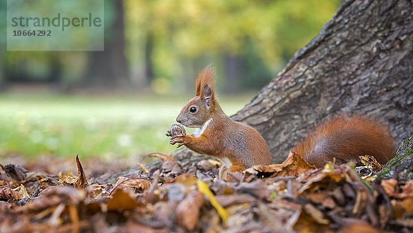 Eichhörnchen (Sciurus vulgaris) mit Walnuss  Herbst  Nahrungssuche  Sachsen  Deutschland  Europa