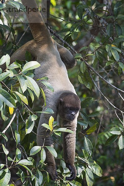 Brauner Wollaffe (Lagothrix lagotricha)  in Baum hängend  gefährdete Art  Bundesstaat Amazonas  Brasilien  Südamerika