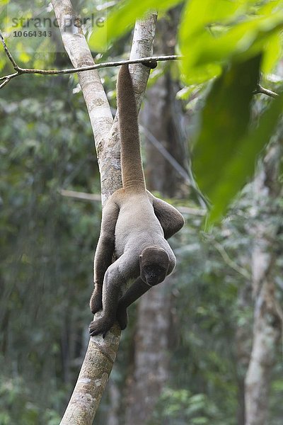 Brauner Wollaffe (Lagothrix lagotricha)  in Baum hängend  gefährdete Art  Bundesstaat Amazonas  Brasilien  Südamerika