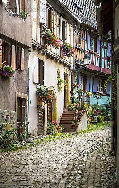 Gasse mit bunten Fachwerkhäusern  Eguisheim  Département Haut-Rhin  Elsass  Frankreich  Europa