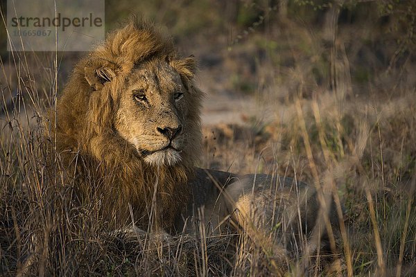 Löwe (Panthera leo) Männchen liegt im Gras  Sabi Sands Wildreservat  Südafrika