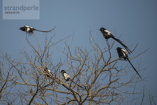 Elsterwürger (Urolestes melanoleucus) sitzen auf Baum und fliegend  Chitwa Chitwa  Sabi Sands Wildreservat  Mpumalanga  Südafrika