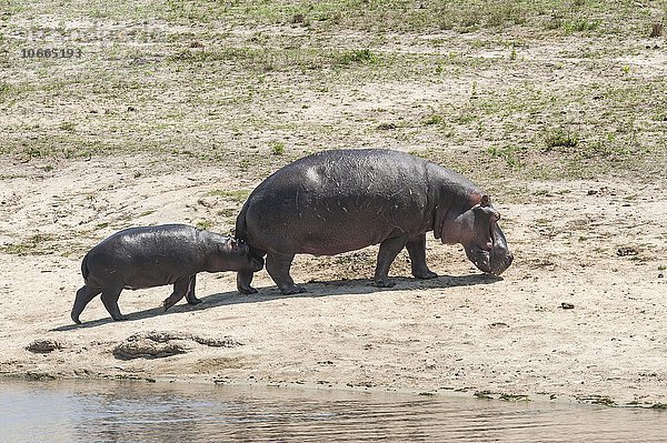 Flusspferd (Hippopotamus amphibius) Muttertier mit Jungtier  Sabi Sands Wildreservat  Südafrika
