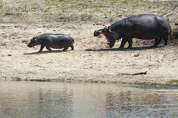 Flusspferd (Hippopotamus amphibius) Muttertier mit Jungtier  aggressiv  mit offenem Maul  Sabi Sands Wildreservat  Südafrika