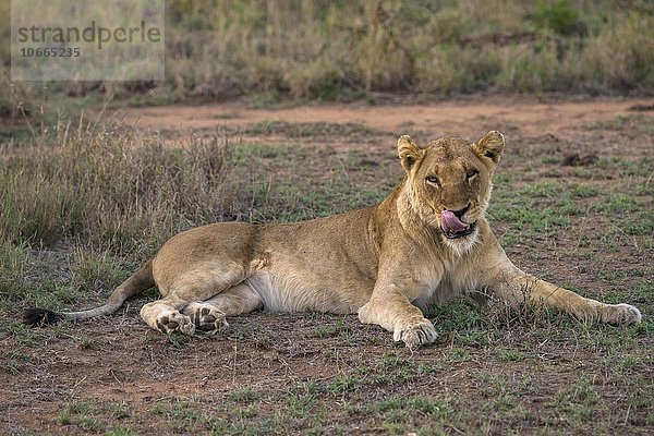 Löwin (Panthera leo)  Sabi Sands Wildreservat  Sabi Sabi Bushlodge  Republik Südafrika  Afrika