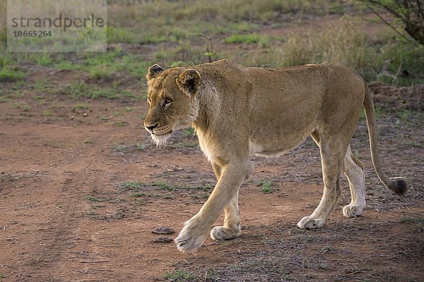 Löwin (Panthera leo)  Sabi Sands Wildreservat  Sabi Sabi Bushlodge  Republik Südafrika  Afrika