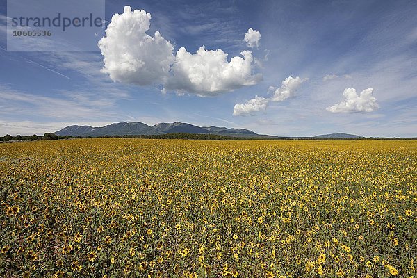 Feld mit Prärie-Sonnenblumen (Helianthus petiolaris)  Wolkenformation  Utah  USA  Nordamerika