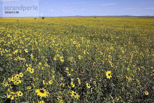 Feld mit Prärie-Sonnenblumen (Helianthus petiolaris)  Utah  USA  Nordamerika