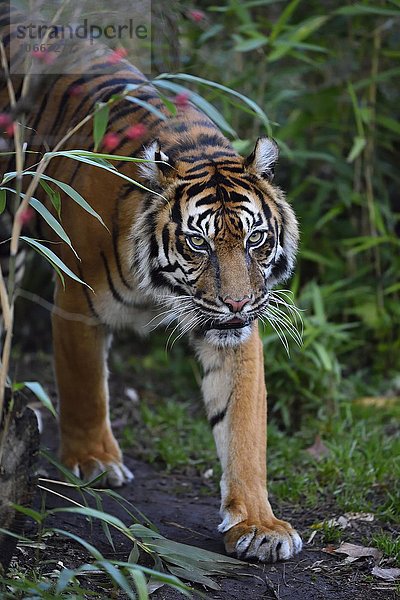 Sumatra-Tiger (Panthera tigris sumatrae)  Vorkommen Indonesien  captive  Deutschland  Europa