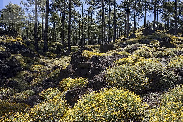 Gelb blühender Ginster (Genista)  hinten kanarische Kiefern (Pinus canariensis)  Teide-Nationalpark  UNESCO Weltnaturerbe  Teneriffa  Kanarische Inseln  Spanien  Europa