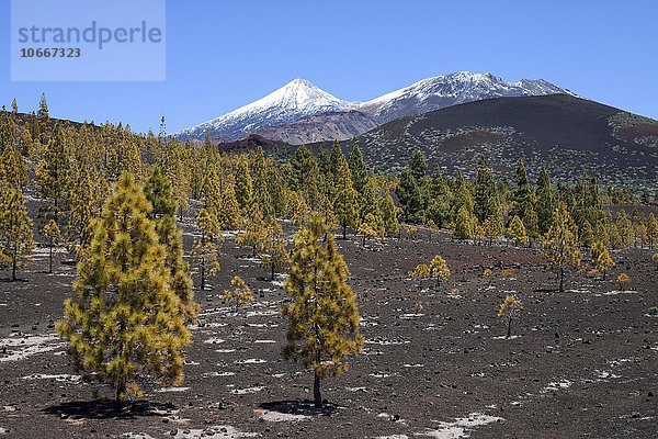 Kanarische Kiefern (Pinus canariensis) in Vulkanlandschaft  hinten der schneebedeckte Pico del Teide und Pico Viejo  Teide-Nationalpark  UNESCO Weltnaturerbe  Teneriffa  Kanarische Inseln  Spanien  Europa