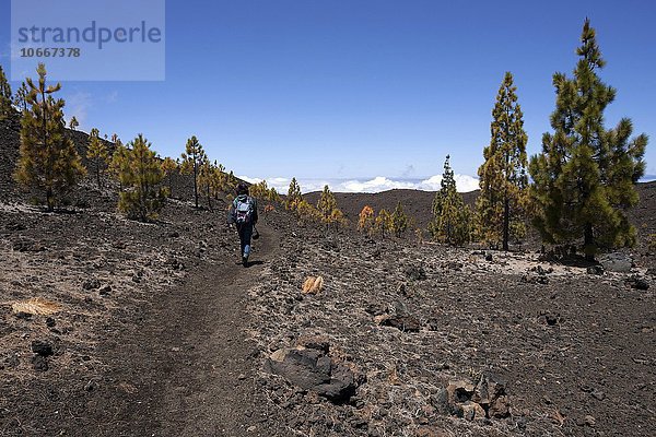 Wanderin in Vulkanlandschaft mit kanarischen Kiefern (Pinus canariensis)  Teide-Nationalpark  UNESCO Weltnaturerbe  Teneriffa  Kanarische Inseln  Spanien  Europa