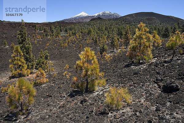 Kanarische Kiefern (Pinus canariensis) in Vulkanlandschaft  hinten der schneebedeckte Pico del Teide und Pico Viejo  Teide-Nationalpark  UNESCO Weltnaturerbe  Teneriffa  Kanarische Inseln  Spanien  Europa