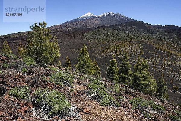 Vulkanlandschaft mit kanarischen Kiefern (Pinus canariensis)  hinten der schneebedeckte Pico del Teide und Pico Viejo  Teide-Nationalpark  UNESCO Weltnaturerbe  Teneriffa  Spanien  Europa