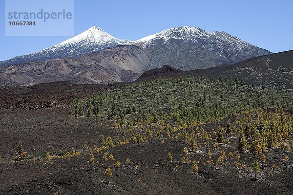 Vulkanlandschaft mit kanarischen Kiefern (Pinus canariensis)  hinten der schneebedeckte Pico del Teide und Pico Viejo  Teide-Nationalpark  UNESCO Weltnaturerbe  Teneriffa  Spanien  Europa