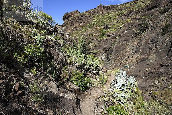 Wanderweg durch Vulkangestein mit südländischer Vegetation  Masca-Schlucht  Barranco de Masca  Teno-Gebirge  Masca  Teneriffa  Kanarische Inseln  Spanien  Europa