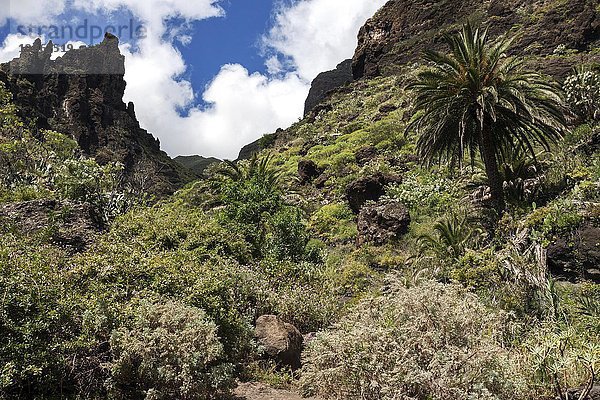 Vulkangestein mit südländischer Vegetation  Masca-Schlucht  Barranco de Masca  Teno-Gebirge  Masca  Teneriffa  Kanarische Inseln  Spanien  Europa