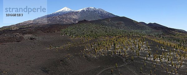 Vulkanlandschaft mit Kanarischer Kiefer (Pinus canariensis)  hinten Vulkan Pico de Teide und Pico Vieja mit Schnee  Teide Nationalpark  Parque Nacional del Teide  Teneriffa  Kanarische Inseln  Spanien  Europa