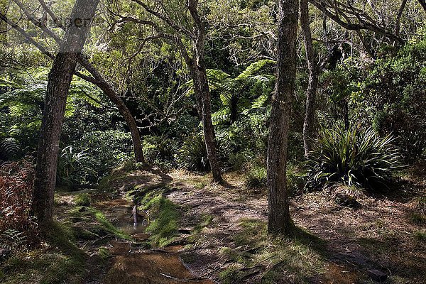 Wanderweg  tropischer Regenwald  Forêt de Bélouve  La Réunion  Frankreich  Europa