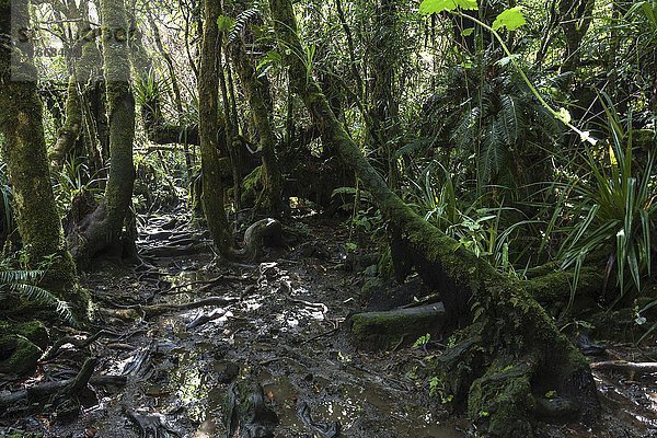 Wanderweg  tropischer Regenwald  Forêt de Bélouve  Urwald  La Réunion  Frankreich  Europa