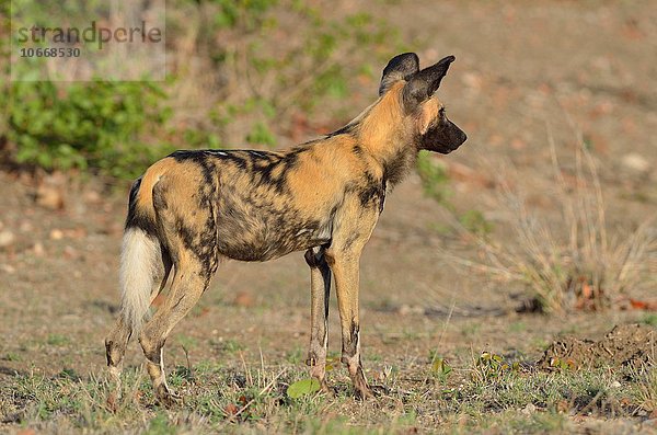 Afrikanischer Wildhund (Lycaon Pictus)  wachsam  Krüger-Nationalpark  Südafrika