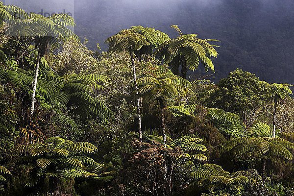 Baumfarn (Cyatheales)  Farnwald  tropischer Regenwald  Forêt de Bélouve  La Réunion  Frankreich  Europa