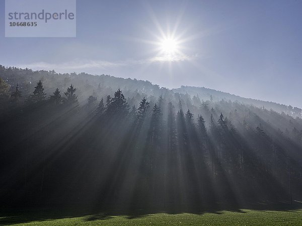 Nebel und Sonnenstrahlen über Fichtenwald  Grabenweg  Niederösterreich  Österreich  Europa