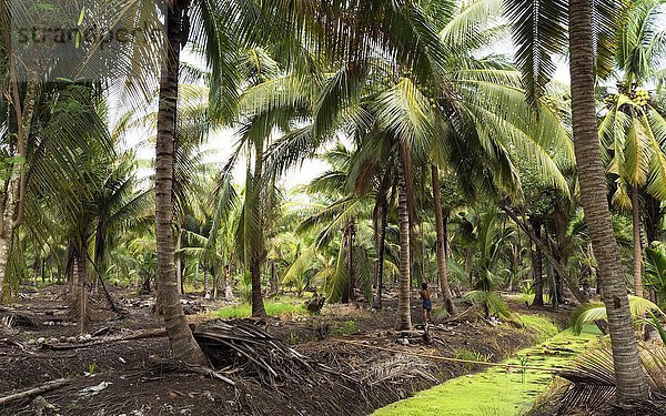 Kokospalmen  Plantage  Amphoe Amphawa  Provinz Samut Songkhram  Thailand  Asien