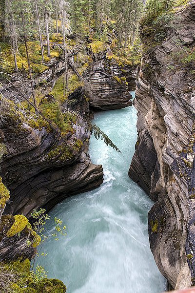 Athabasca River  Jasper-Nationalpark  Alberta  Kanada  Nordamerika