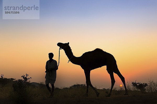 Silhouette eines Mannes  der die Zügel seines Kamel hält  bei Sonnenuntergang  Kamelmarkt von Pushkar  Pushkar  Rajasthan  Indien  Asien
