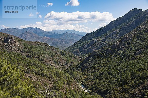 Flusstal des Tavignano  Wald  Berglandschaft  Corte  Département Haute-Corse  Korsika  Frankreich  Europa