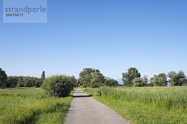 Eriskircher Ried  Eriskirch  Oberschwaben  Bodenseeregion  Baden-Württemberg  Deutschland  Europa