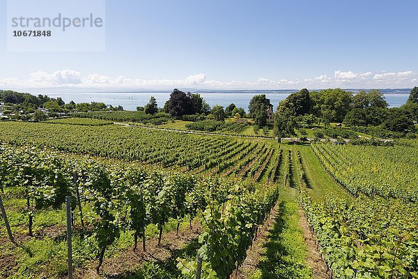 Weinberge und Bodensee  Hagnau am Bodensee  Bodenseekreis  Oberschwaben  Baden-Württemberg  Deutschland  Europa