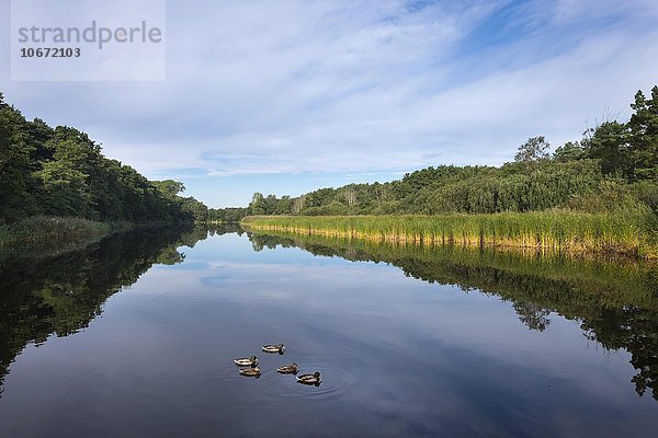 Prerower Strom oder Prerowstrom mit Stockenten  Prerow  Darß  Fischland-Darß-Zingst  Nationalpark Vorpommersche Boddenlandschaft  Mecklenburg-Vorpommern  Deutschland  Europa