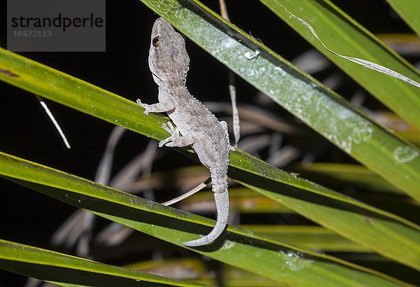 Gomera-Gecko (Tarentola gomerensis) auf Palmenblatt  La Gomera  Kanarische Inseln  Kanaren  Spanien  Europa