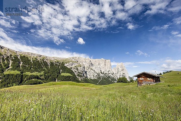 Frühling auf der Seiser Alm im Naturpark Schlern-Rosengarten  Almhütte  hinten der Schlern  Dolomiten  Südtirol  Trentino-Südtirol  Alpen  Italien  Europa