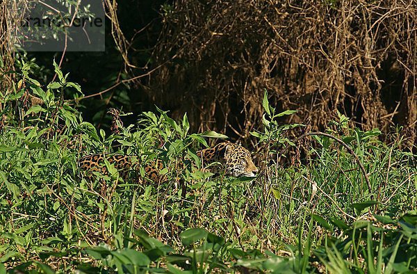 Jaguar (Panthera onca) streift getarnt am Ufer entlang  Pantanal  Mato Grosso  Brasilien  Südamerika