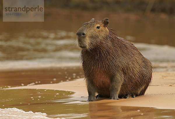 Capybara  Wasserschwein (Hydrochoerus hydrochaeris) sitzt auf Sandbank am Fluss  Pantanal  Mato Grosso  Brasilien  Südamerika