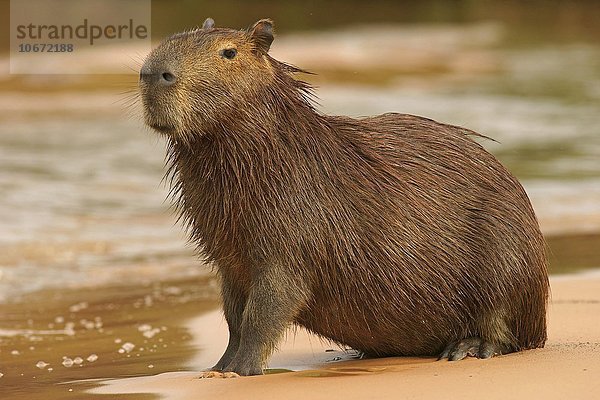 Capybara  Wasserschwein (Hydrochoerus hydrochaeris) sitzt auf Sandbank am Fluss  Pantanal  Mato Grosso  Brasilien  Südamerika