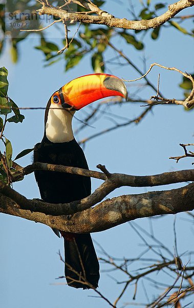 Riesentukan (Ramphastos toko)  Pantanal  Brasilien  Südamerika