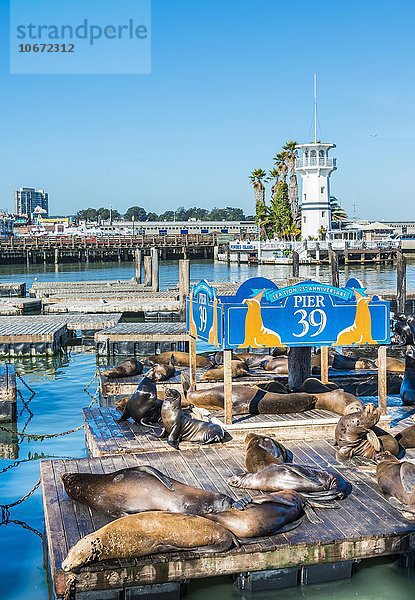 Kalifornische Seelöwen (Zalophus californianus) am Pier 39  Fisherman's Warf  San Francisco  Kalifornien  Vereinigte Staaten von Amerika
