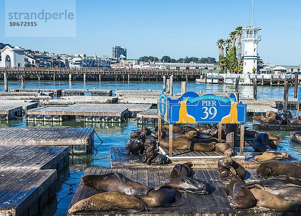 Kalifornische Seelöwen (Zalophus californianus) am Pier 39  Fisherman's Warf  San Francisco  Kalifornien  Vereinigte Staaten von Amerika